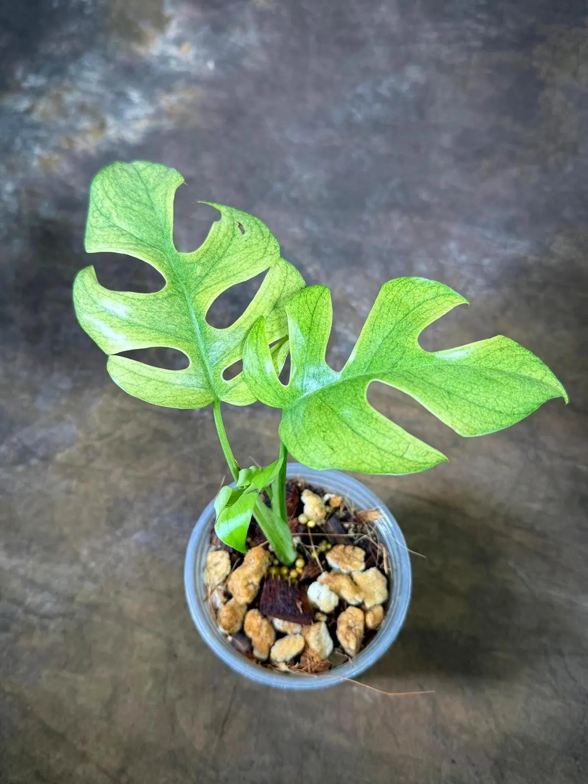 Variegated Rhaphidophora Tetrasperma White Monster (July-29-24-ER)
