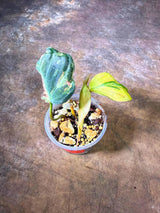 Variegated Philodendron Mican Aurea - (July-29-26)