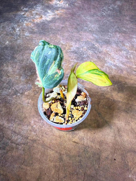 Variegated Philodendron Mican Aurea - (July-29-26)
