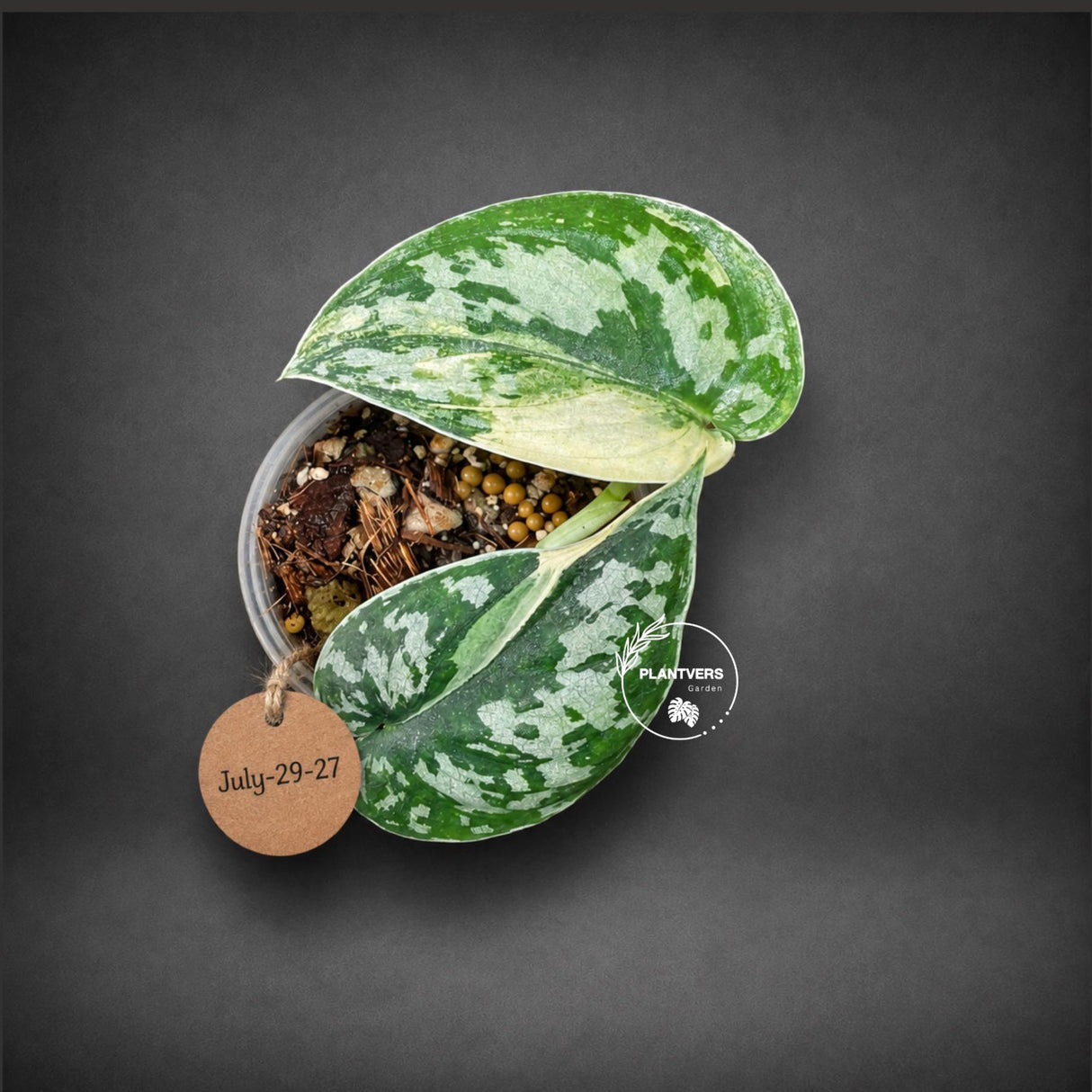 Variegated Scindapsus Mayari Plant - (July-29-27)