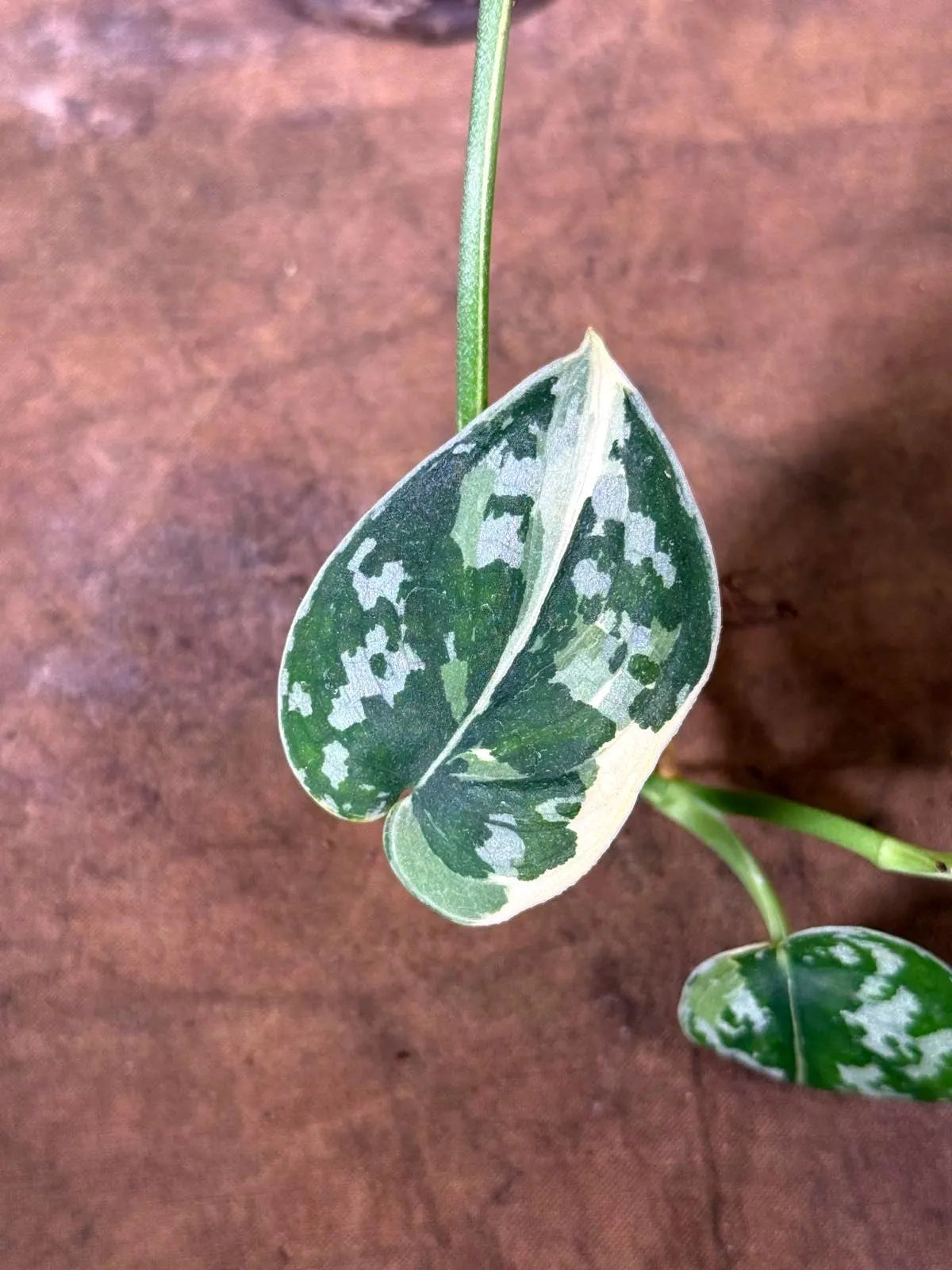 Variegated Scindapsus Mayari Plant - (July-29-25)
