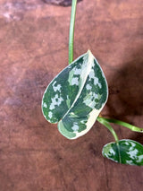 Variegated Scindapsus Mayari Plant - (July-29-25)