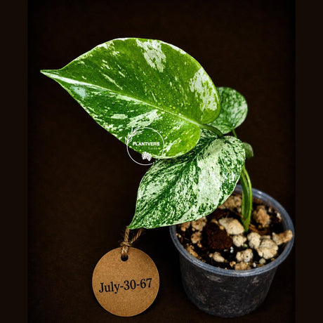 Monstera Deliciosa White Monster - Super Rare Variegated Monstera Beauty Starter Plant -Stunning EXACT Plant - US Seller
