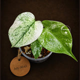 Monstera Deliciosa White Monster - Super Rare Variegated Monstera Beauty Starter Plant -Stunning EXACT Plant - US Seller
