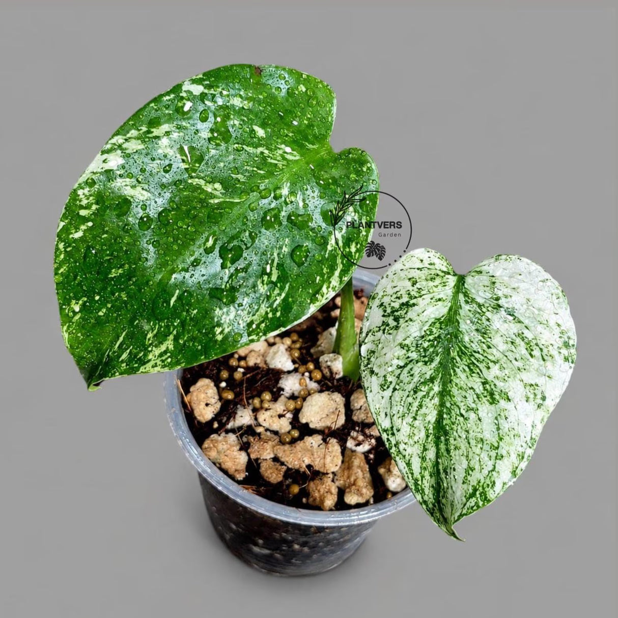 Monstera Deliciosa White Monster - Super Rare Variegated Monstera Beauty Starter Plant -Stunning EXACT Plant - US Seller