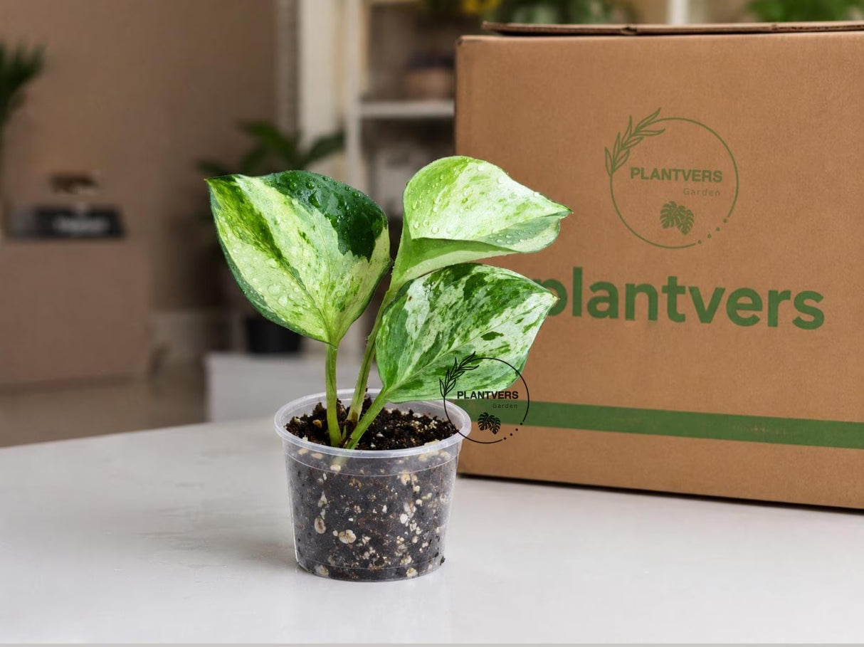 Syngonium Podophyllum Pixie 3" Pot - Mini Pixie Plant - Dwarf Syngonium - Arrowhead Plant - Live Indoor Plant