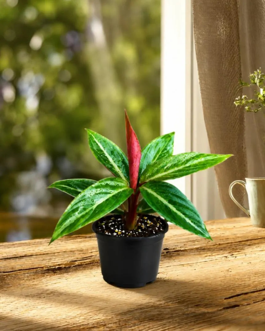 Stromanthe Triostar Live Plant in 4" Nursery Pot - Triostar Prayer Plant - Variegated Tropical Houseplant - Pink White Green Indoor