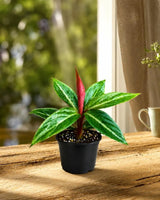 Stromanthe Triostar Live Plant in 4" Nursery Pot - Triostar Prayer Plant - Variegated Tropical Houseplant - Pink White Green Indoor