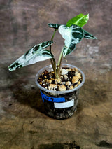Alocasia Reginula Black Velvet Pink Variegated -(Aug-4-49-ER)
