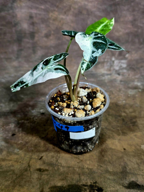 Alocasia Reginula Black Velvet Pink Variegated -(Aug-4-49-ER)