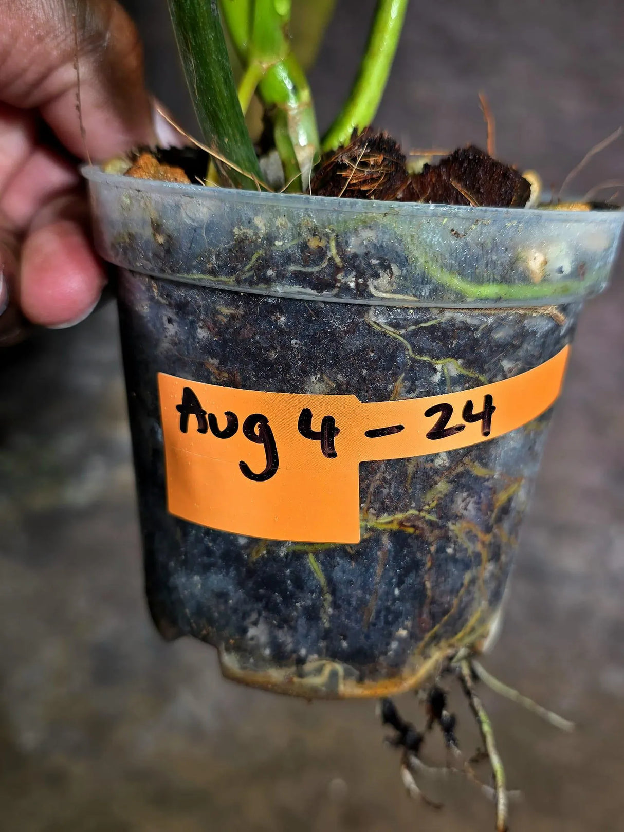Variegated Philodendron Brown Beauty Live Plant - (Aug-4-24-ER)