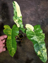Variegated Philodendron Brown Beauty Live Plant - (Aug-4-24-ER)