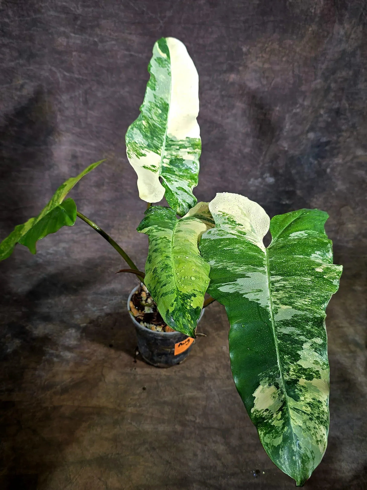 Variegated Philodendron Brown Beauty Live Plant - (Aug-4-24-ER)