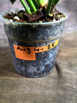 Variegated Philodendron Birkin Aurea – (Aug-4-25-ER)