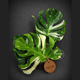 Monstera Deliciosa Medusa Variegated - Rare Exact Plant (Aug-4-80)