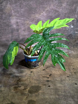 Variegated Philodendron Mayoi - Rare Variegated Fern Leaf (Aug-4-31-ER)