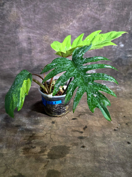 Variegated Philodendron Mayoi - Rare Variegated Fern Leaf (Aug-4-31-ER)