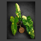 Variegated Philodendron Brown Beauty Live Plant - (Aug-4-24-ER)