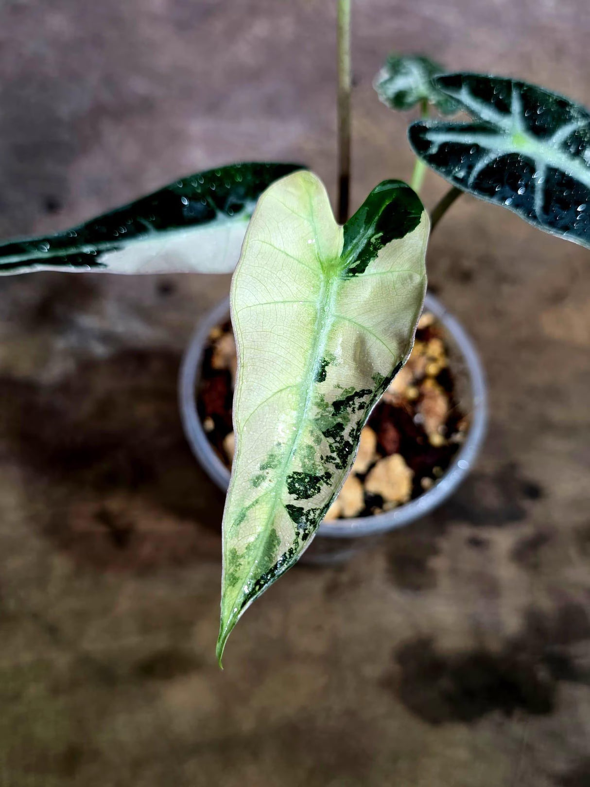 Rare Variegated Alocasia Bambino Pink - Pink Arrow Alocasia(Aug-4-52-ER)