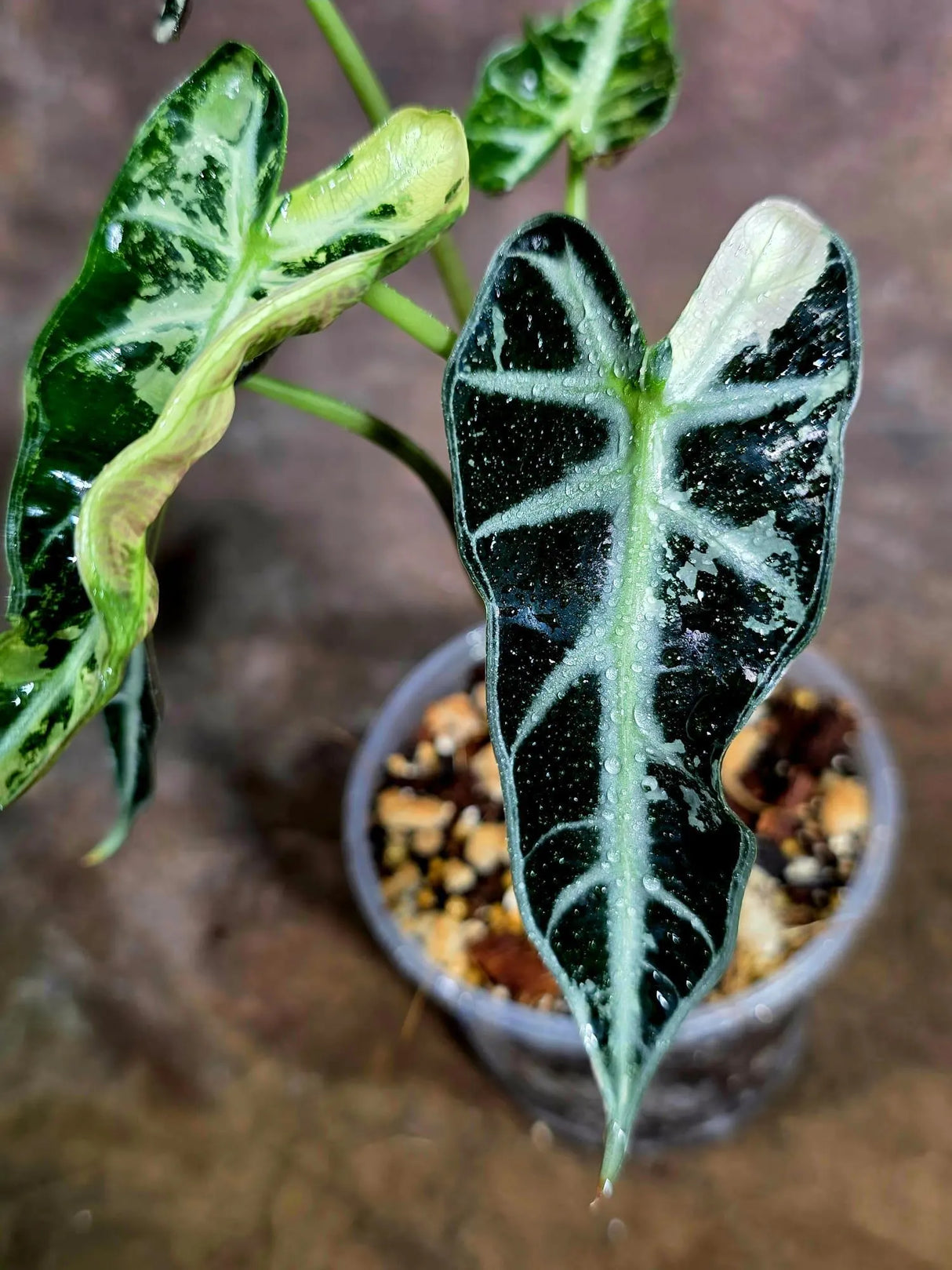Alocasia Bambino Albo Variegated Live Plant - Rare Elephant Ear (Aug-4-46-ER)