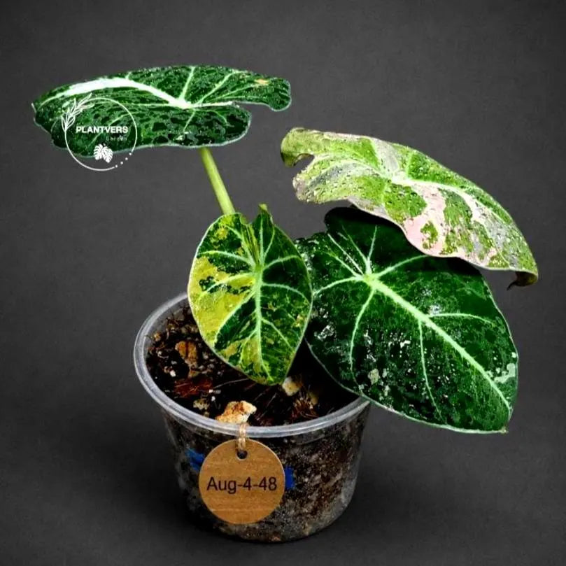 Alocasia Reginula Black Velvet Pink Variegated -(Aug-4-48-ER)