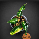 Alocasia Bambino Aurea Variegated - Rare Variegated Alocasia(Aug-4-63-ER)