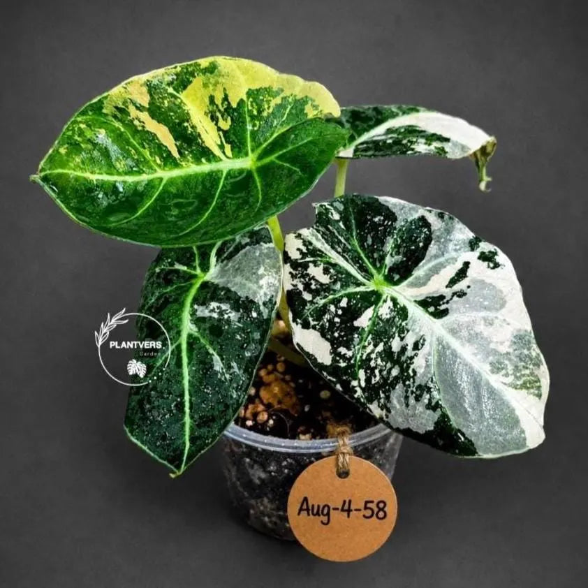 Alocasia Reginula Black Velvet Pink Variegated (Aug-4-58-ER)