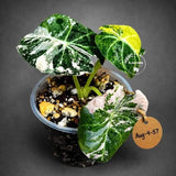 Alocasia Reginula Black Velvet Pink Variegated (Aug-4-57-ER)