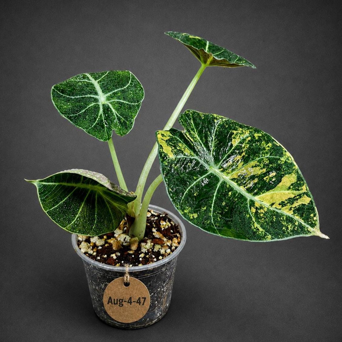 Alocasia Black Velvet Gold Variegated (Aug-4-47-ER)