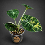 Alocasia Black Velvet Gold Variegated (Aug-4-47-ER)
