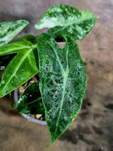 Variegated Alocasia Pink Dragon Albo Plant (Aug-4-51-ER)