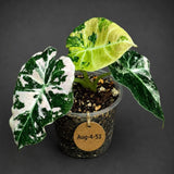 Alocasia Reginula Black Velvet Pink Variegated (Aug-4-53-ER)
