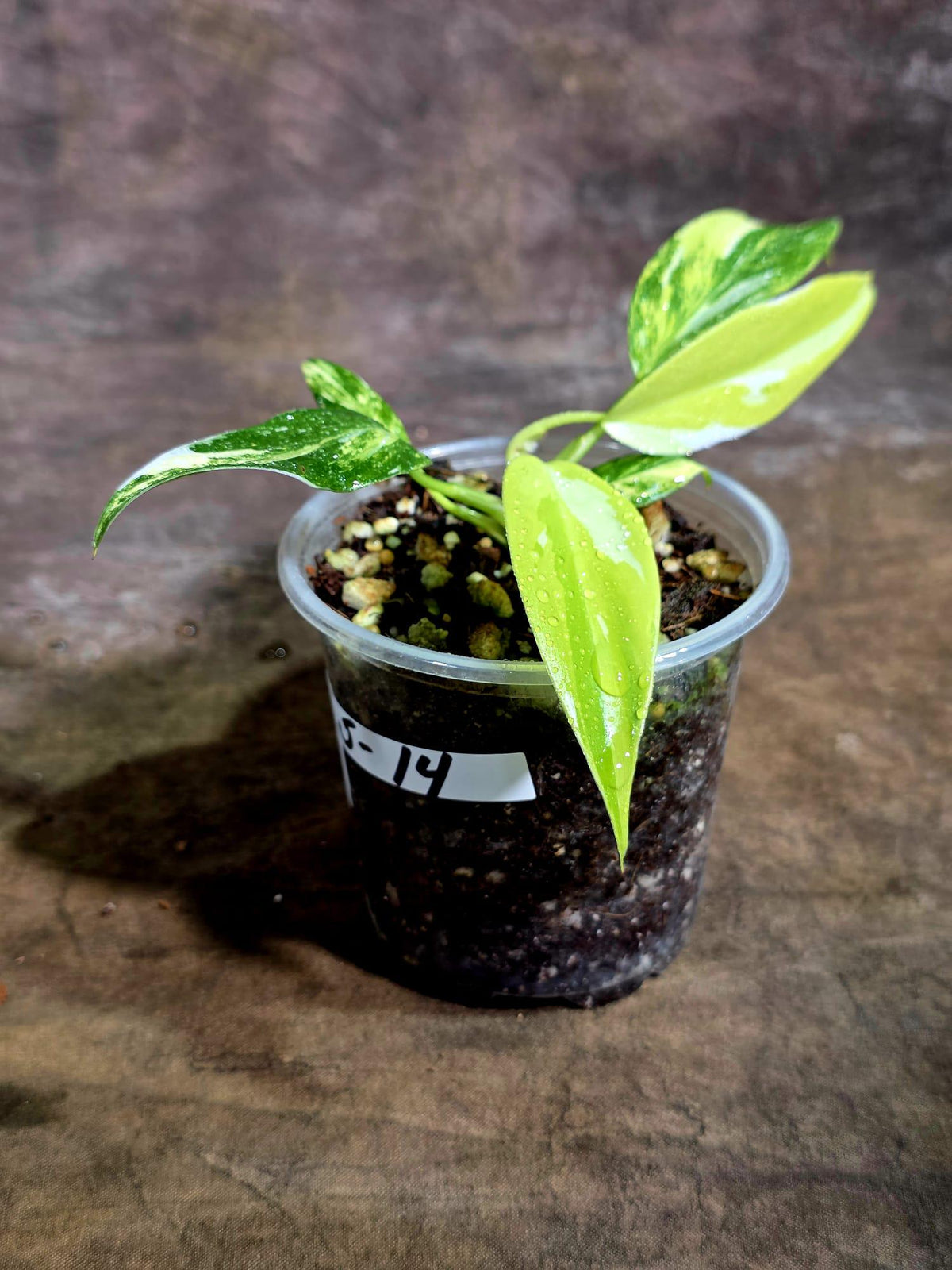 Variegated Philodendron White Princess Tricolor (Aug-5-14)