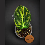 Variegated Philodendron Melanochrysum Live Plant (Aug-4-38)