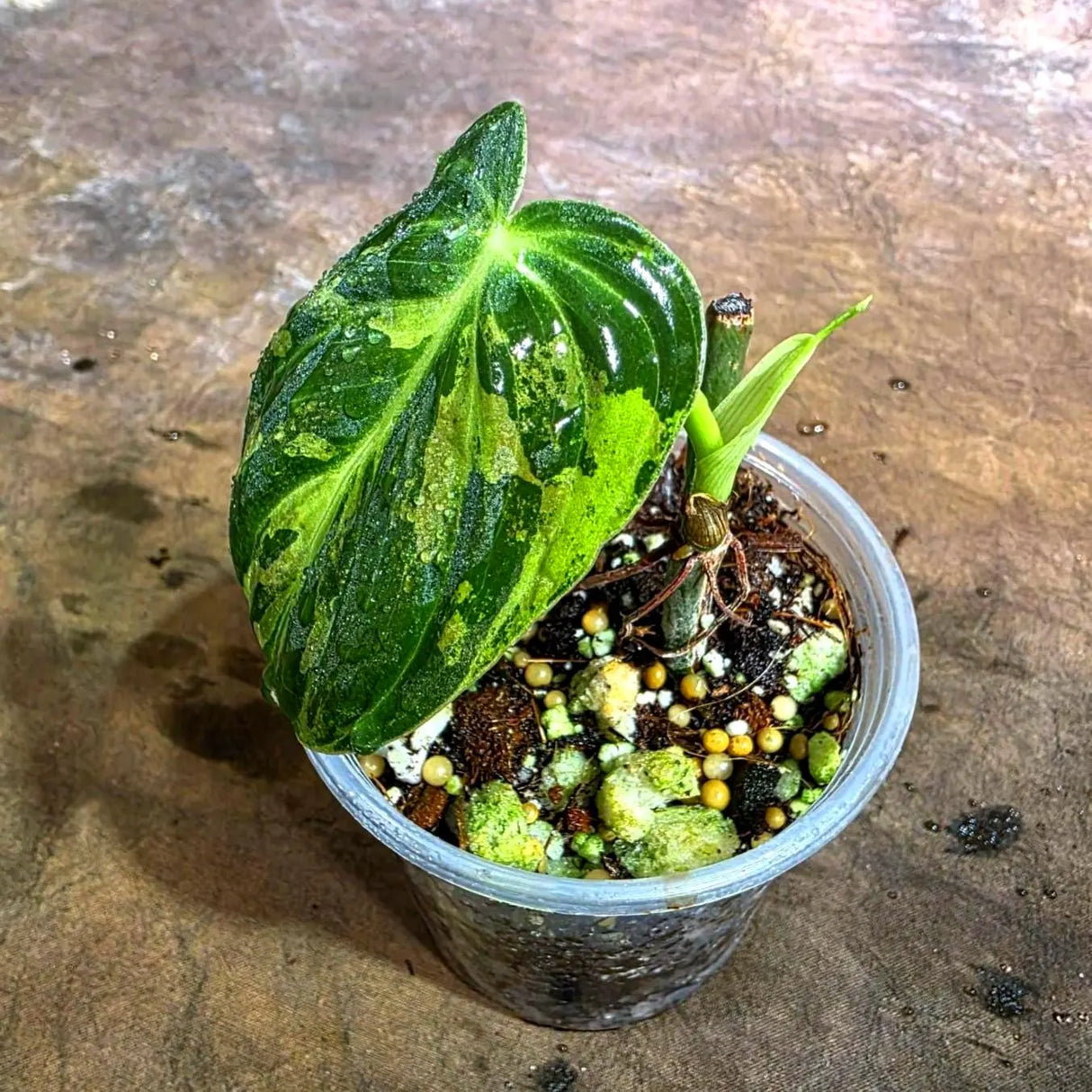 Variegated Philodendron Melanochrysum Live Plant (Aug-4-38)