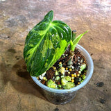 Variegated Philodendron Melanochrysum Live Plant (Aug-4-38)