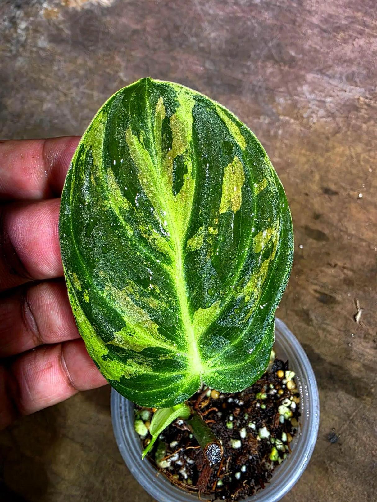 Variegated Philodendron Melanochrysum Live Plant (Aug-4-38)