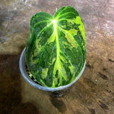 Variegated Philodendron Melanochrysum Live Plant (Aug-4-38)