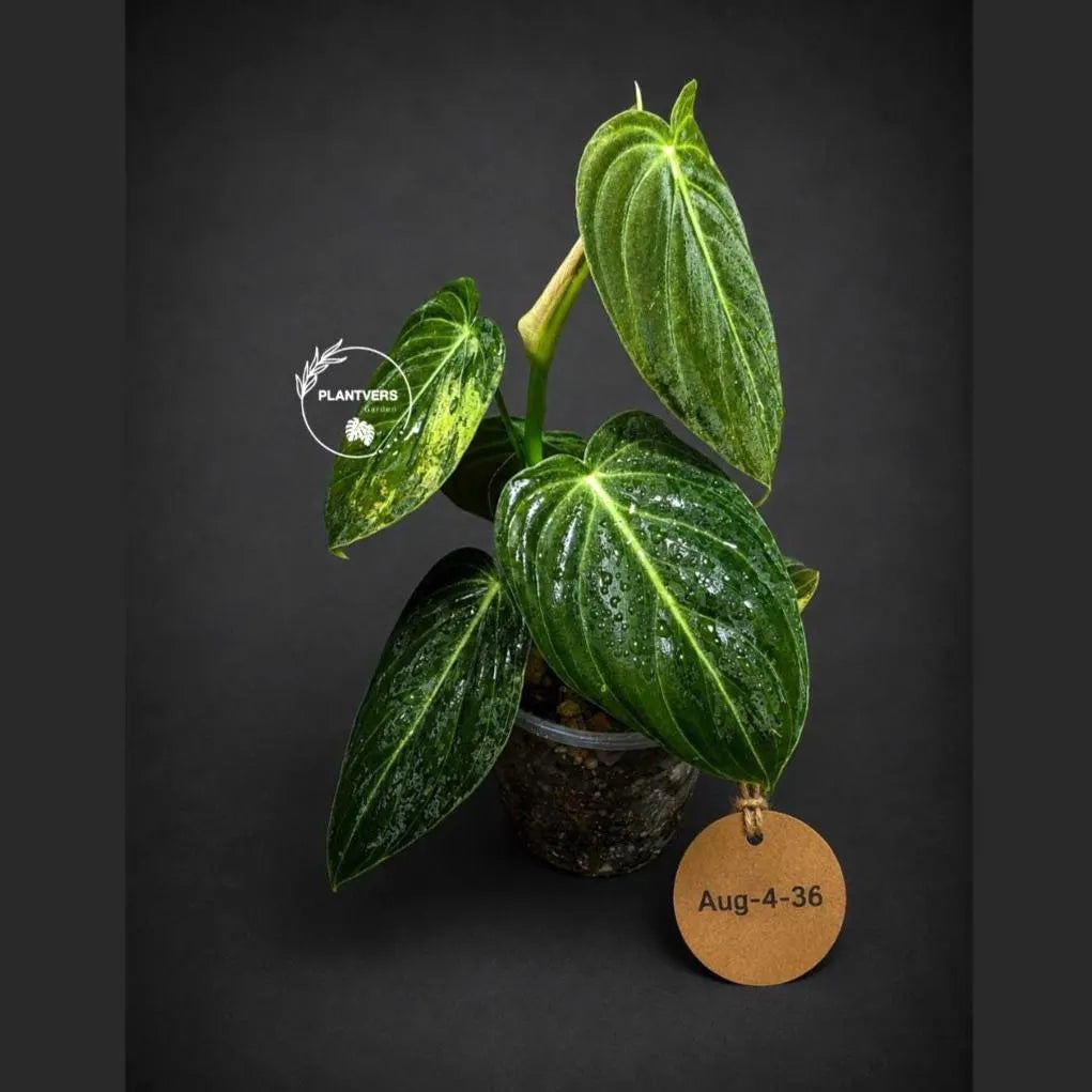 Variegated Philodendron Melanochrysum Live Plant (Aug-4-36-ER)