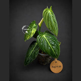 Variegated Philodendron Melanochrysum Live Plant (Aug-4-36-ER)