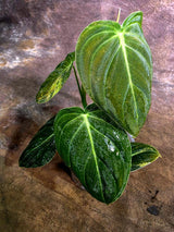 Variegated Philodendron Melanochrysum Live Plant (Aug-4-36-ER)