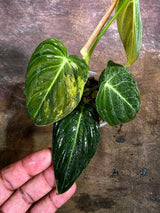 Variegated Philodendron Melanochrysum Live Plant (Aug-4-36-ER)