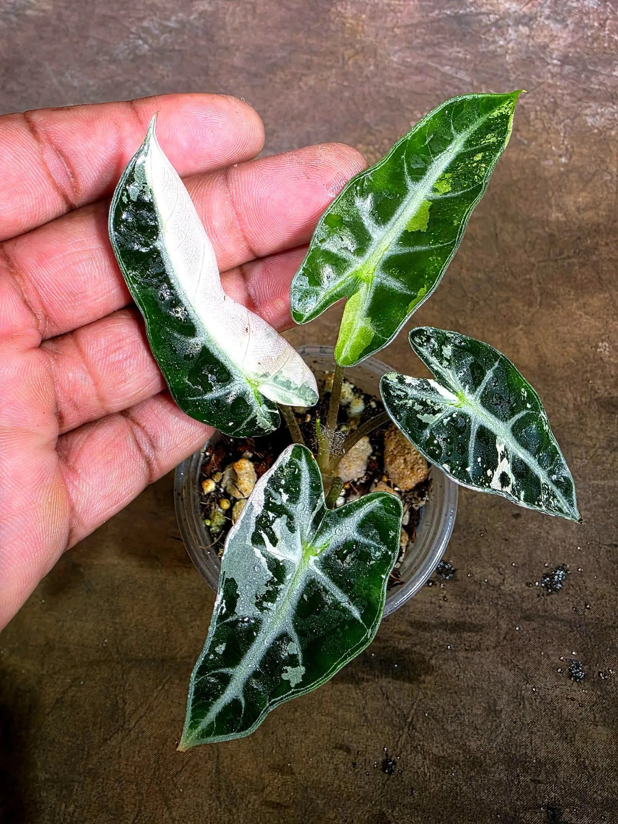 Rare Variegated Alocasia Bambino Pink - Pink Arrow Alocasia (Aug-4-35-ER )