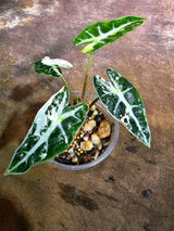Rare Variegated Alocasia Bambino Pink - Pink Arrow Alocasia (Aug-4-35-ER )