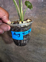 Alocasia Simpo Albo Variegated Live Plant -(Aug-4-32-ER)