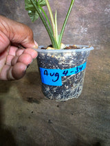 Alocasia Simpo Albo Variegated Live Plant - (Aug-4-34-ER)
