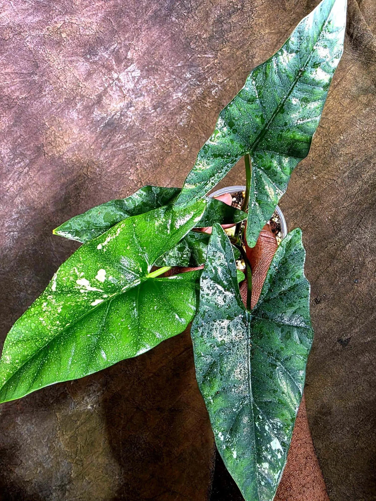 Alocasia Simpo Albo Variegated Live Plant - (Aug-4-34-ER)