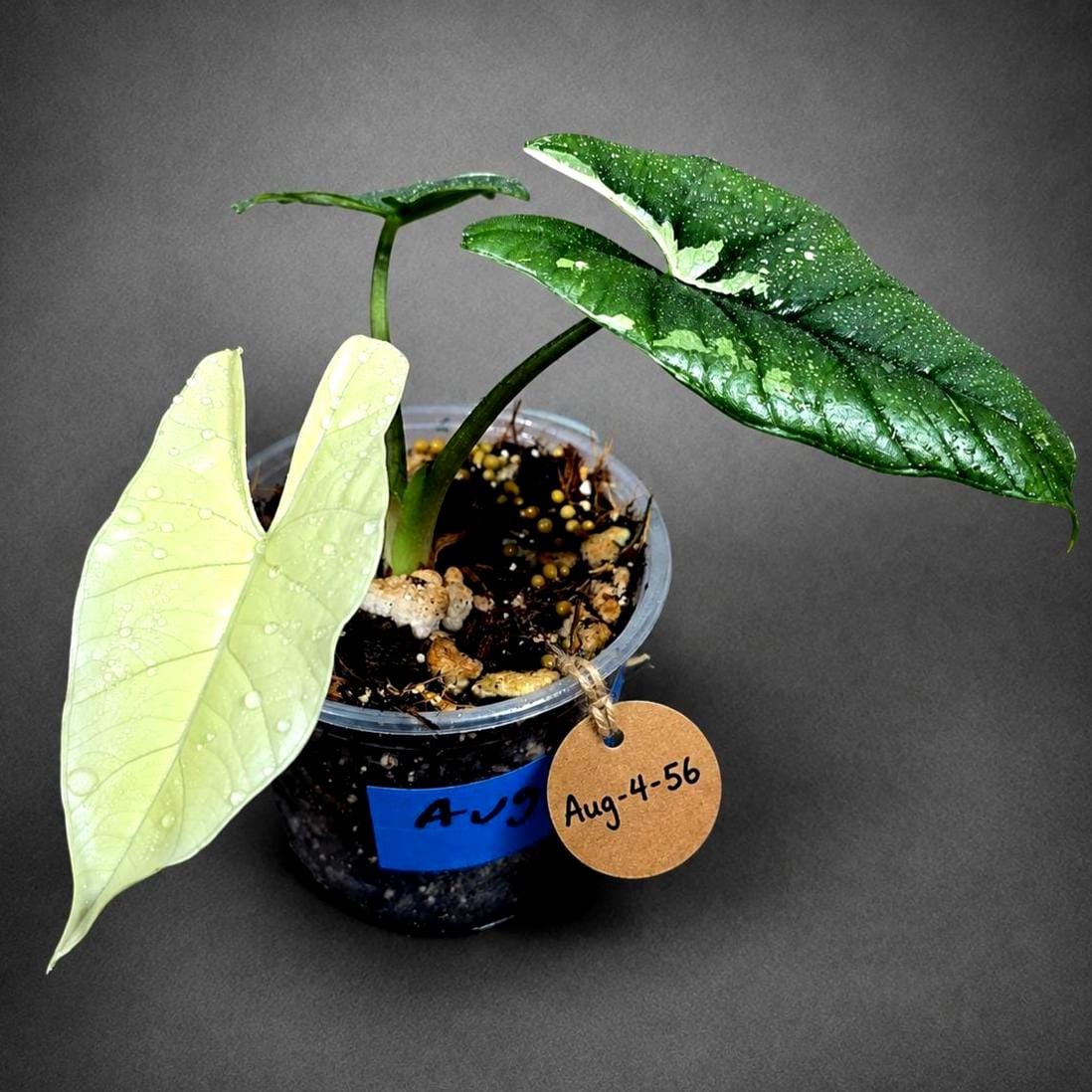 Alocasia Simpo Albo Variegated Live Plant (Aug-4-56-ER)