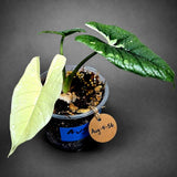 Alocasia Simpo Albo Variegated Live Plant (Aug-4-56-ER)
