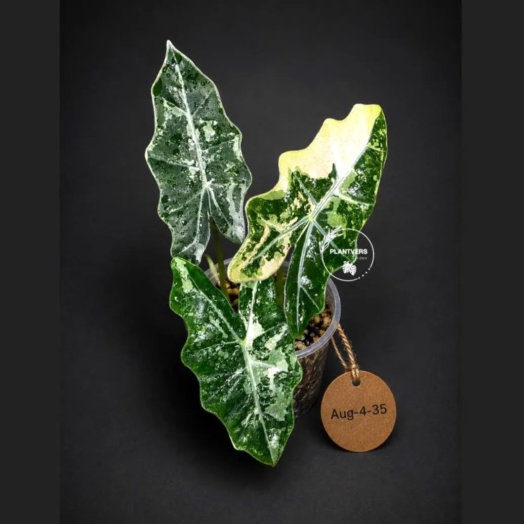 Alocasia Pseudo Sanderiana Albo Live Plant -(Aug-4-33-ER)